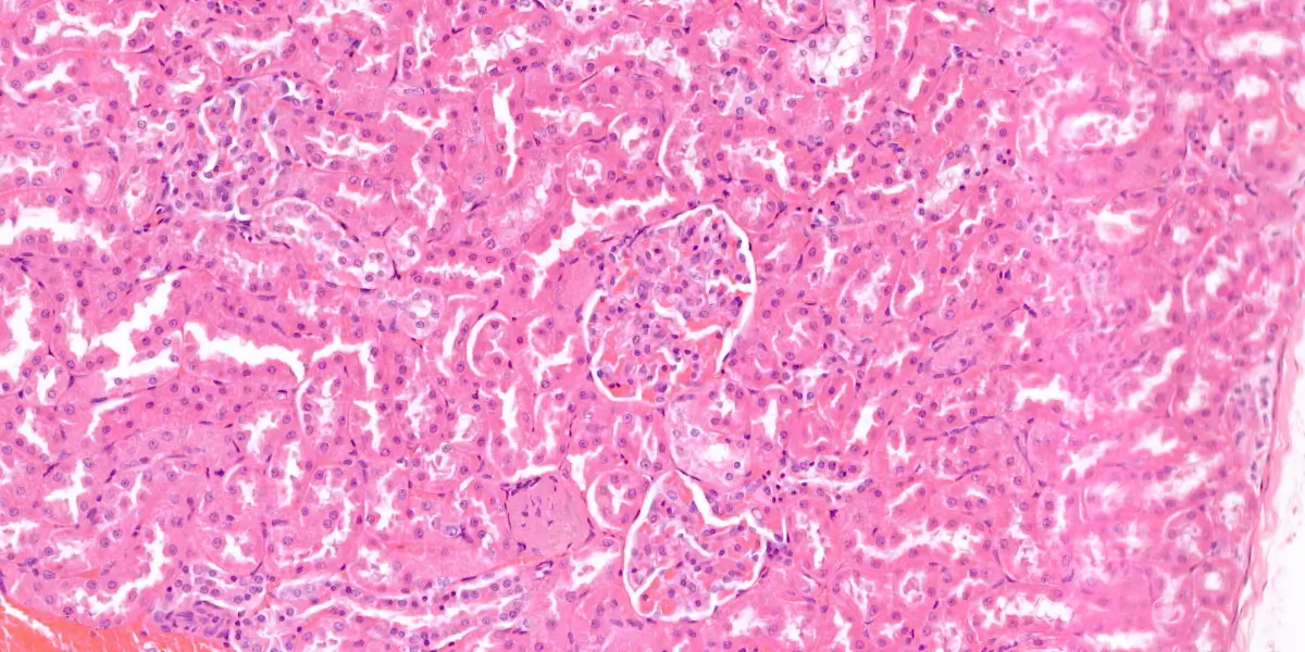 symmers histology